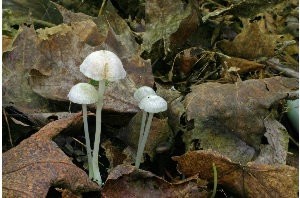  ( - MQ25a-CMMF005433)  @11 [ ] (bc-nc) (2008) McNeil, R. CMMF