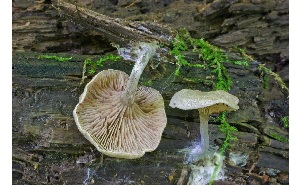  ( - MQ25a-CMMF005908)  @11 [ ] (bc-nc) (2008) McNeil, R. CMMF