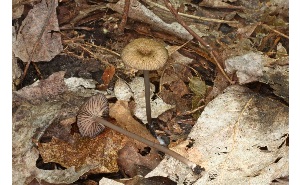  ( - MQ25a-CMMF005922)  @11 [ ] (bc-nc) (2008) McNeil, R. CMMF