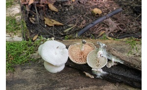  ( - MQ25a-CMMF005965)  @11 [ ] (bc-nc) (2011) McNeil, R. CMMF