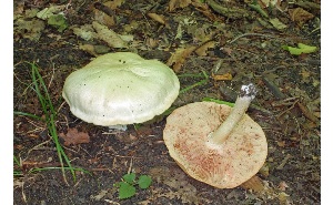  ( - MQ25a-CMMF005968)  @11 [ ] (bc-nc) (2010) McNeil, R. CMMF