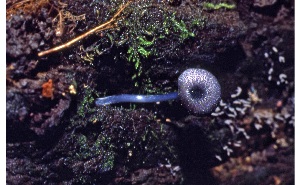  ( - MQ25a-CMMF006177)  @11 [ ] (bc-nc) (1980) McNeil, R. CMMF