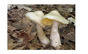  ( - MQ25a-CMMF006741)  @11 [ ] (bc-nc) (2008) McNeil, R. CMMF