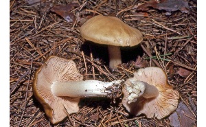  ( - MQ25a-CMMF006831)  @11 [ ] (bc-nc) (1980) McNeil, R. CMMF