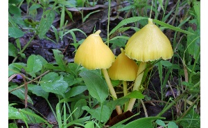  ( - MQ25a-CMMF007056)  @11 [ ] (bc-nc) (2008) McNeil, R. CMMF