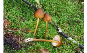  ( - MQ25a-CMMF007059)  @11 [ ] (bc-nc) (2008) McNeil, R. CMMF