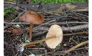  ( - MQ25a-CMMF007060)  @11 [ ] (bc-nc) (2008) McNeil, R. CMMF