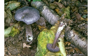  ( - MQ25a-CMMF007103)  @11 [ ] (bc-nc) (1987) McNeil, R. CMMF