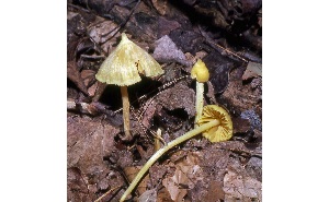  ( - MQ25a-CMMF007271)  @11 [ ] (bc-nc) (1979) McNeil, R. CMMF