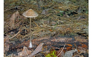  ( - MQ25a-CMMF007315)  @11 [ ] (bc-nc) (2009) McNeil, R. CMMF