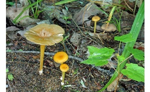  ( - MQ25a-CMMF007326)  @11 [ ] (bc-nc) (2009) McNeil, R. CMMF