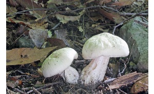  ( - MQ25a-CMMF007384)  @11 [ ] (bc-nc) (2012) McNeil, R. CMMF