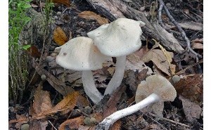  ( - MQ25a-CMMF007406)  @11 [ ] (bc-nc) (2013) McNeil, R. CMMF