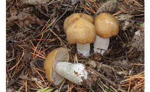  ( - MQ25a-CMMF007439)  @11 [ ] (bc-nc) (2008) McNeil, R. CMMF