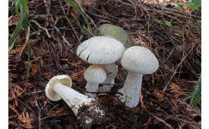  ( - MQ25a-CMMF007719)  @11 [ ] (bc-nc) (2010) McNeil, R. CMMF