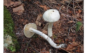  ( - MQ25a-CMMF007720)  @11 [ ] (bc-nc) (2010) McNeil, R. CMMF