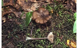  ( - MQ25a-CMMF007752)  @11 [ ] (bc-nc) (1980) McNeil, R. CMMF