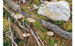  ( - MQ25a-CMMF007804)  @11 [ ] (bc-nc) (2006) McNeil, R. CMMF