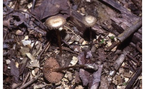  ( - MQ25a-CMMF007824)  @11 [ ] (bc-nc) (1980) McNeil, R. CMMF