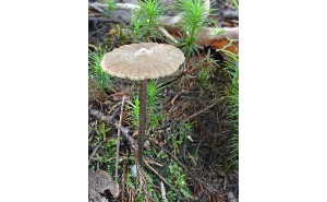  ( - MQ25a-CMMF007927)  @11 [ ] (bc-nc) (2013) McNeil, R. CMMF