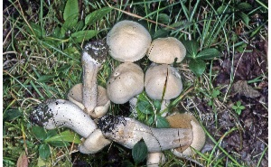  ( - MQ25a-CMMF008078)  @11 [ ] (bc-nc) (1984) McNeil, R. CMMF