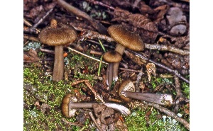  ( - MQ25a-CMMF008093)  @11 [ ] (bc-nc) (1981) McNeil, R. CMMF