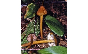  ( - MQ25a-CMMF008103)  @11 [ ] (bc-nc) (1981) McNeil, R. CMMF