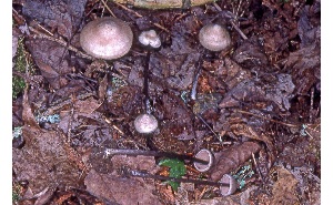  ( - MQ25a-CMMF008168)  @11 [ ] (bc-nc) (1986) McNeil, R. CMMF