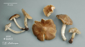  ( - MQ25a-CMMF008783)  @11 [ ] (bc-nc) (2006) Labrecque, J, CMMF