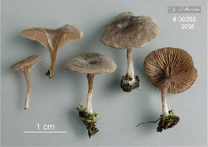  ( - MQ25a-CMMF008815)  @11 [ ] (bc-nc) (2006) Labrecque, J, CMMF