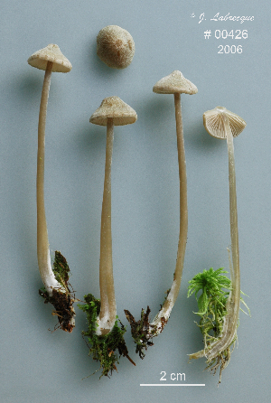  ( - MQ25a-CMMF008843)  @11 [ ] (bc-nc) (2006) Labrecque, J, CMMF