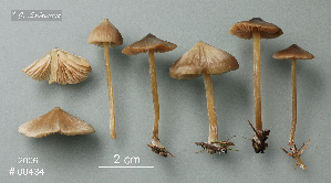  ( - MQ25a-CMMF008851)  @11 [ ] (bc-nc) (2006) Labrecque, J, CMMF