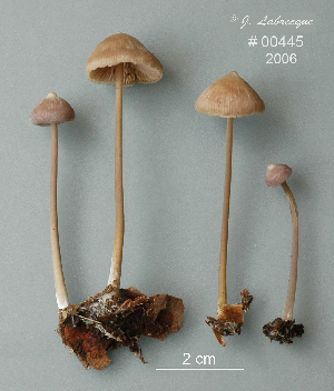  ( - MQ25a-CMMF008862)  @11 [ ] (bc-nc) (2006) Labrecque, J, CMMF