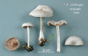  ( - MQ25a-CMMF008877)  @11 [ ] (bc-nc) (2006) Labrecque, J, CMMF