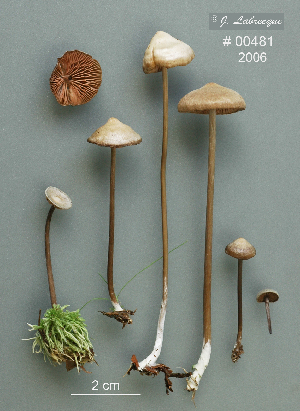  ( - MQ25a-CMMF008898)  @11 [ ] (bc-nc) (2006) Labrecque, J, CMMF