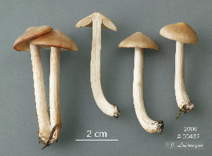  ( - MQ25a-CMMF008899)  @11 [ ] (bc-nc) (2006) Labrecque, J, CMMF