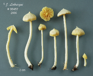  ( - MQ25a-CMMF008904)  @11 [ ] (bc-nc) (2006) Labrecque, J, CMMF