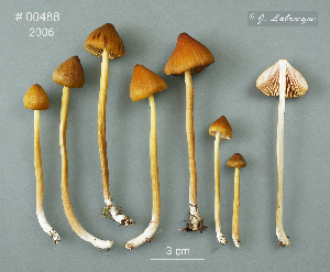  ( - MQ25a-CMMF008905)  @11 [ ] (bc-nc) (2006) Labrecque, J, CMMF