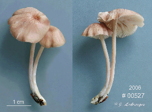  ( - MQ25a-CMMF008954)  @11 [ ] (bc-nc) (2006) Labrecque, J, CMMF