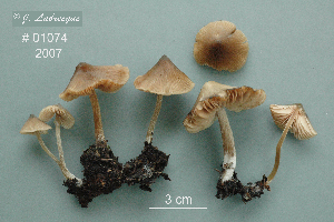  ( - MQ25a-CMMF009490)  @11 [ ] (bc-nc) (2007) Labrecque, J, CMMF