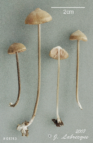  ( - MQ25a-CMMF009629)  @11 [ ] (bc-nc) (2007) Labrecque, J, CMMF