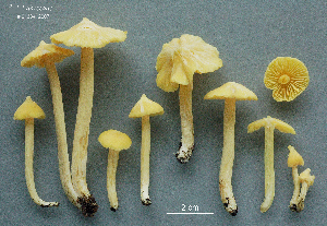  ( - MQ25a-CMMF009750)  @11 [ ] (bc-nc) (2007) Labrecque, J, CMMF