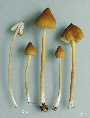  ( - MQ25a-CMMF009768)  @11 [ ] (bc-nc) (2007) Labrecque, J, CMMF