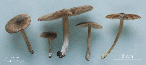  ( - MQ25a-CMMF009771)  @11 [ ] (bc-nc) (2007) Labrecque, J, CMMF