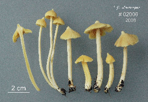  ( - MQ25a-CMMF010420)  @11 [ ] (bc-nc) (2008) Labrecque, J, CMMF