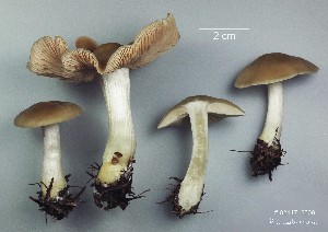  ( - MQ25a-CMMF010560)  @11 [ ] (bc-nc) (2009) Labrecque, J, CMMF