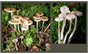  (Entoloma rhodopolium - MQ25a-CMMF017185)  @11 [ ] (bc-nc) (2009) Cimon, J. CMMF
