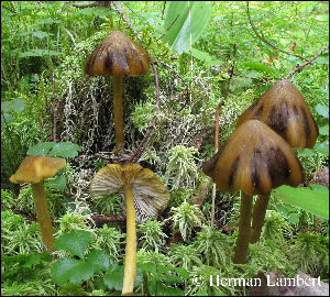  (Entoloma luteum - MQ25-HL1350)  @11 [ ] Unspecified (default): All Rights Reserved (2014) Herman Lambert Unspecified