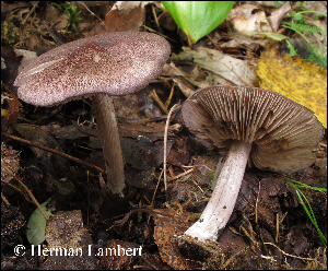  ( - MQ25-HL1369)  @11 [ ] Unspecified (default): All Rights Reserved (2014) Herman Lambert Unspecified