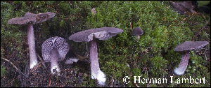  (Entoloma violaceum - MQ25-HL1785)  @11 [ ] Unspecified (default): All Rights Reserved (2021) Herman Lambert Unspecified
